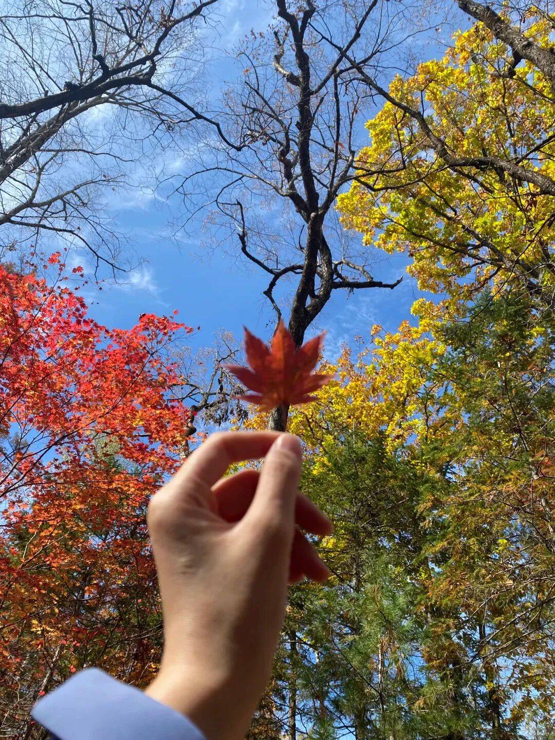 低头捡个秋给舍不得告别安图秋日的人