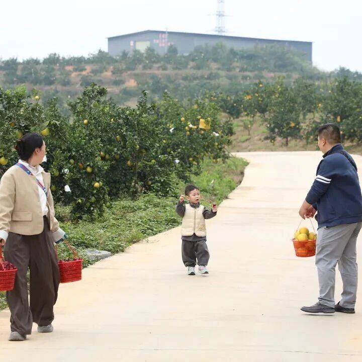 永新:万亩脐橙抢“鲜”上市 串起甜蜜产业链_酵素_产品_刘江梅