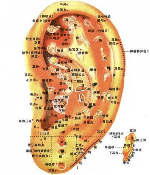 耳朵上面有个肾开关,拉一拉,保你肾气十足!