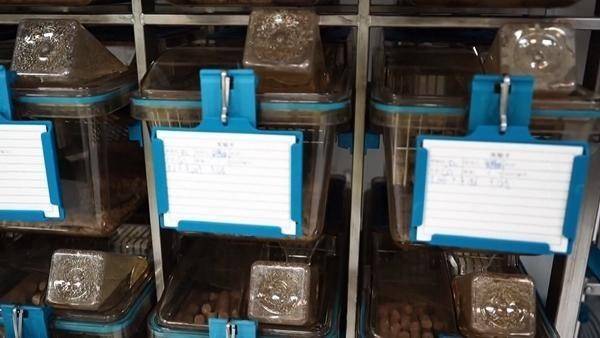 “太空小鼠”出征记