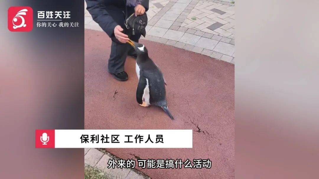 小区里有人遛企鹅？！行为引围观，有人发出质疑....