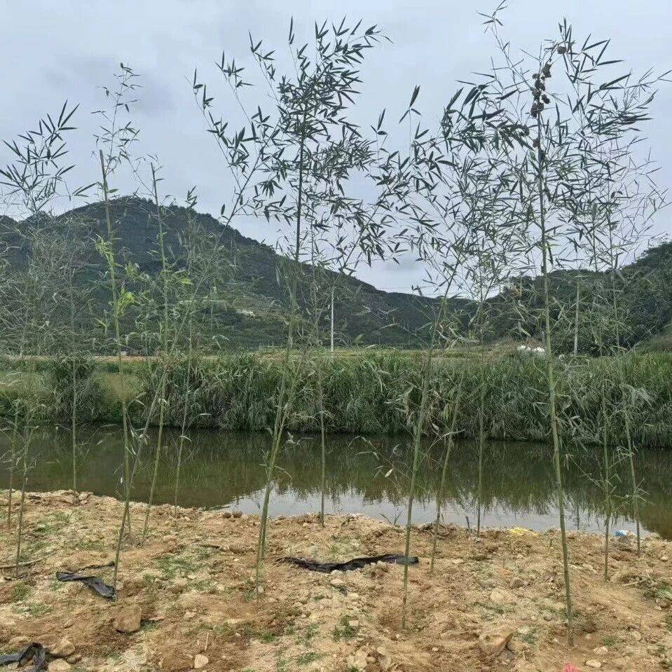 平和霞寨:种雷竹 生态经济“双丰收”_净化_河道_水质