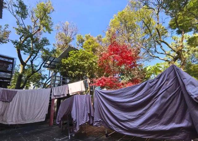 50岁龚琳娜独居深山,房子后面是一片坟地,离婚后养猫为伴不害怕