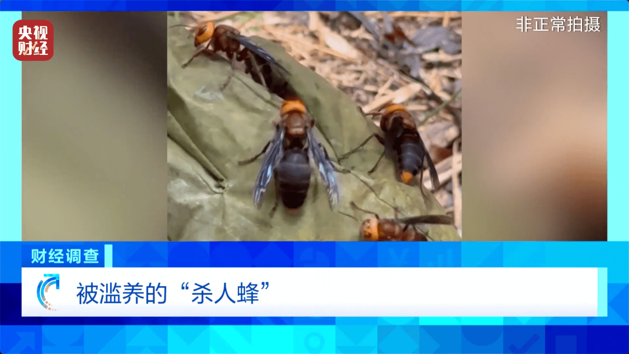 “杀人蜂”散养山头，无序滥养亟待监管，总台《财经调查》曝光→
