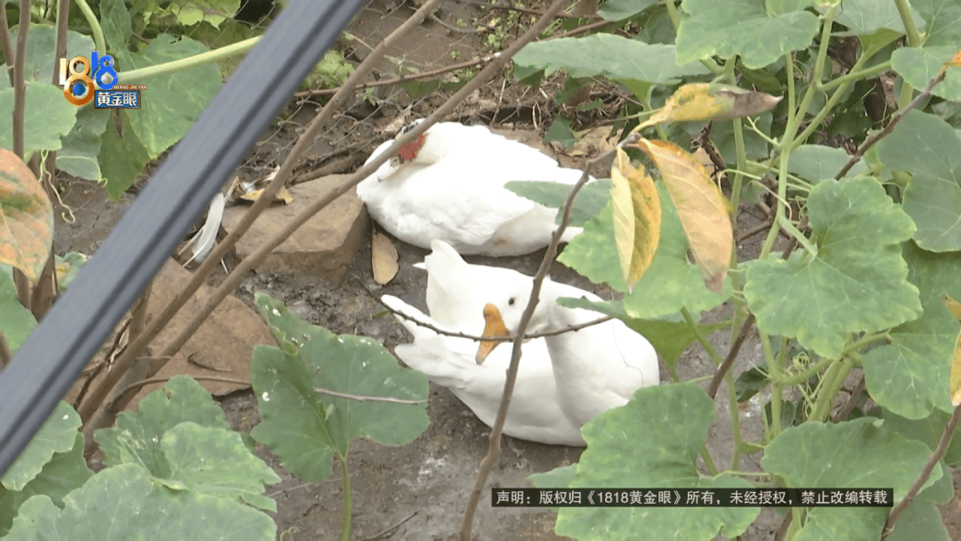 诸暨男子称邻居在自家窗户下养了七八只鸡鸭鹅,凌晨两点叫声极有“穿透力”,臭味冲天,邻居回应 诸暨男子称邻居在自家窗户下养了七八只鸡鸭鹅,凌晨两点叫声极有“穿透力”,臭味冲天,邻居回应