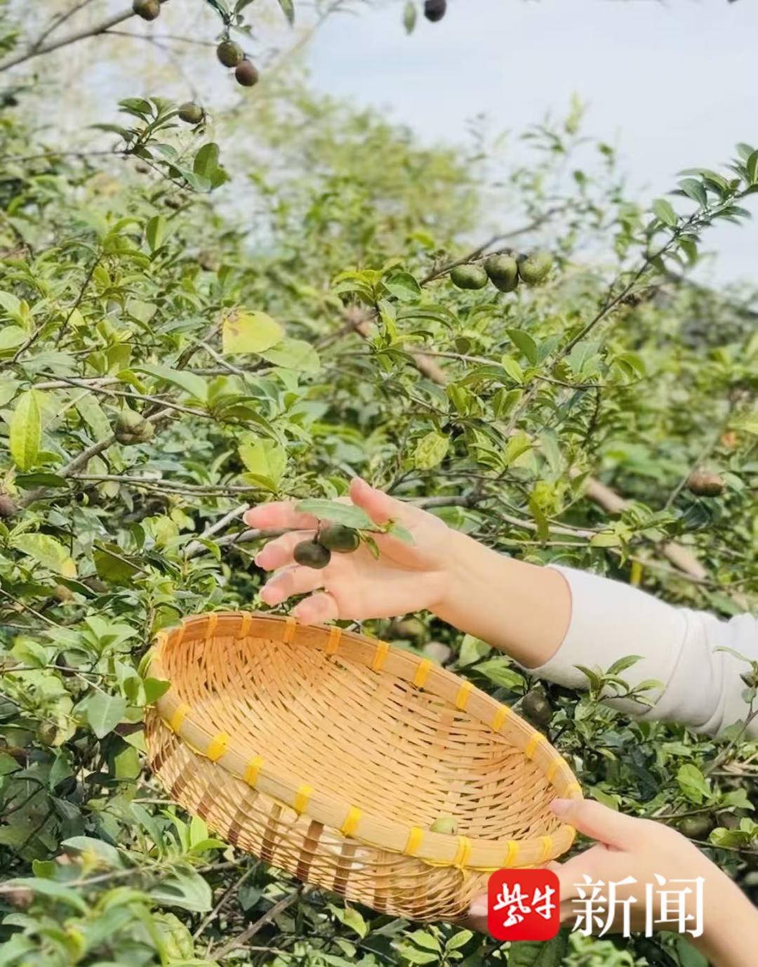 告诉你这是一种樱桃大小的褐色果实常在茶叶采摘期被忽略