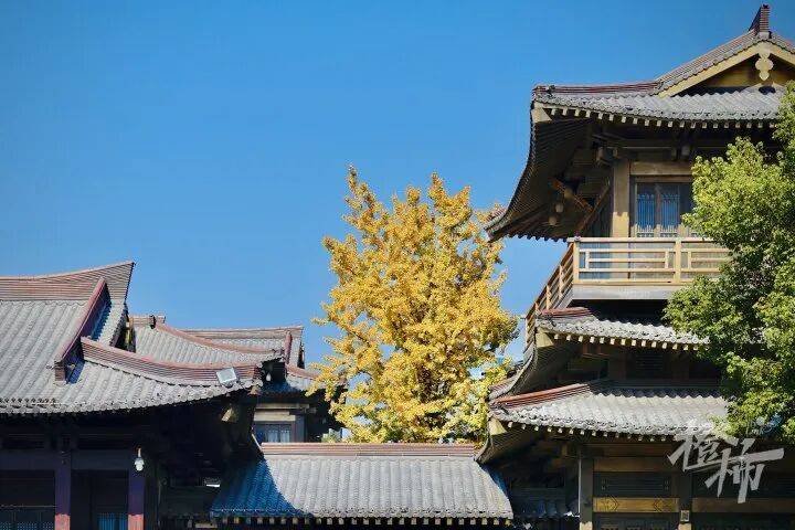 一单149元，成本几乎为0！杭州遍地都是，有人靠它悄悄赚钱......