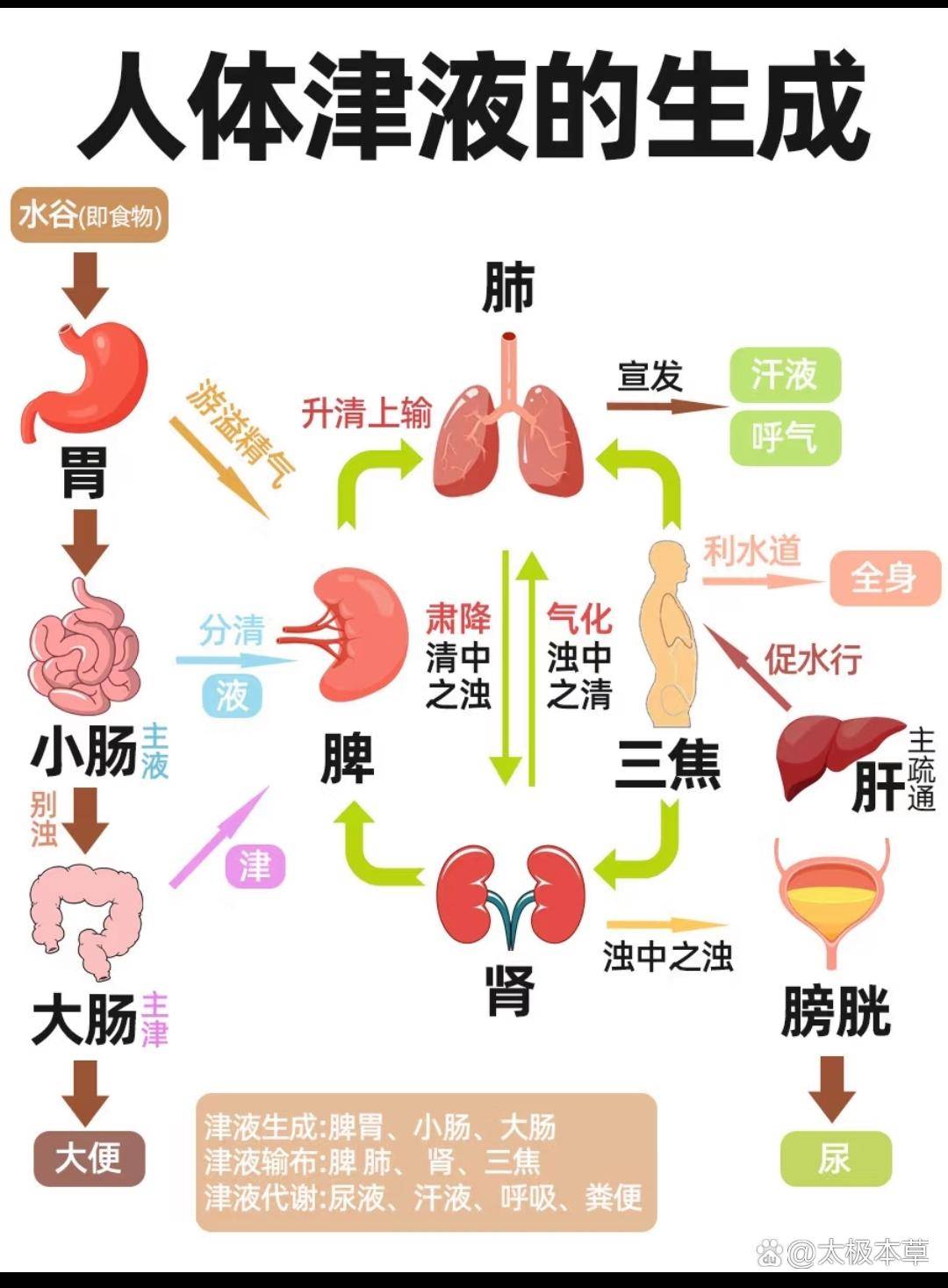 黄帝内经说:人体津液,是生命的甘泉!《灵枢·决气》里讲:“腠理发泄,汗出溱溱,是谓津。谷入气满,淖泽注于骨,骨属屈伸,泄泽补益脑髓,皮肤润泽 ...
