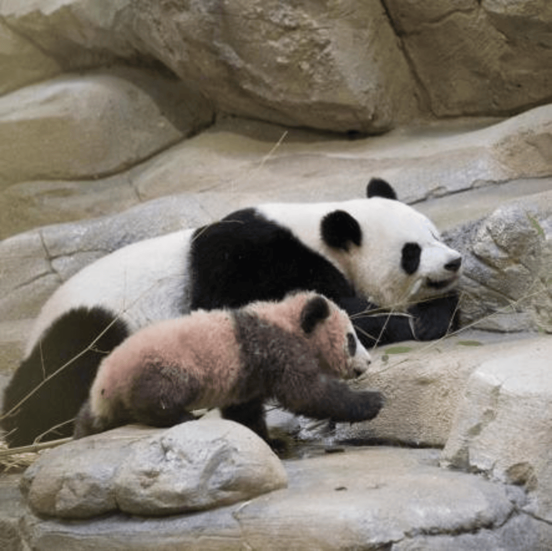 旅法大熊猫"欢欢""圆仔"平安回国