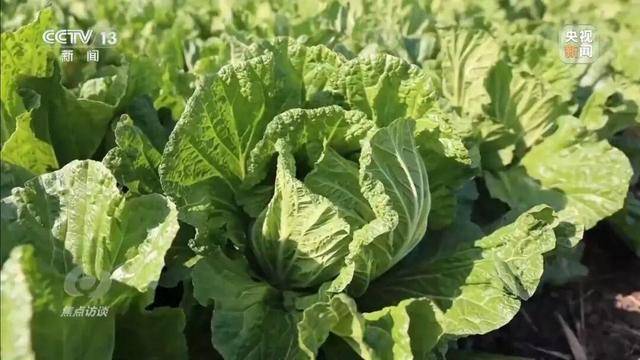 155元一棵白菜和9毛一斤的白菜一样?央视起底套牌菜