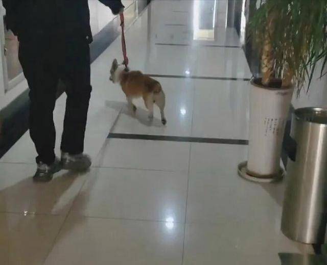 江西南昌京东镇执法队一女队员在办公区牵狗，镇政府：已处理