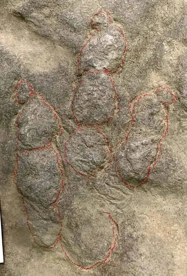 四川自贡一村民用了多年的垫脚石，竟是重要的恐龙化石？