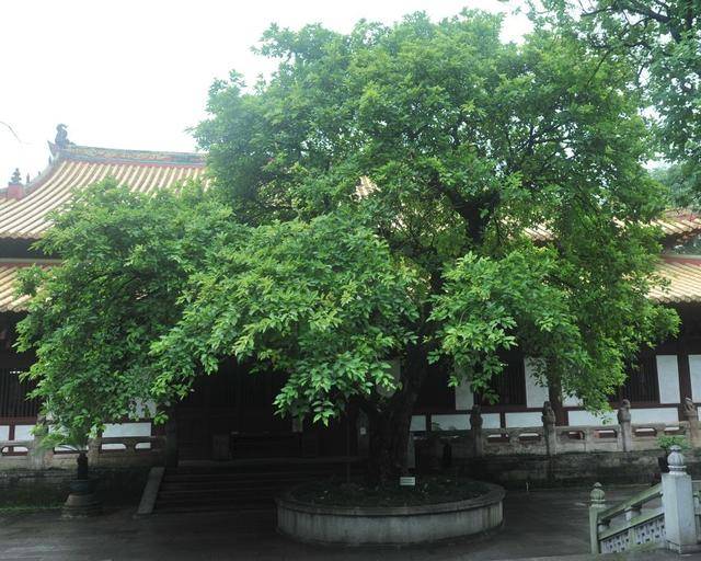 南方网评：“一树一策”，广东古树名木保护的文化密码_绿色_乡愁_生态