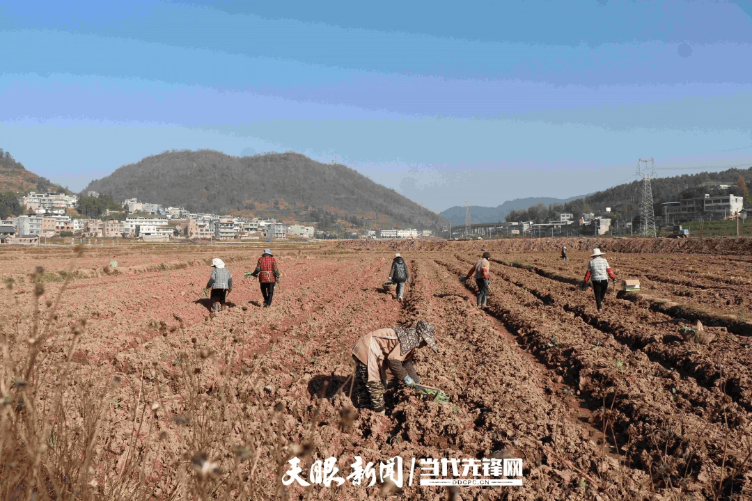 毕节七星关:“冬闲田”变“增收田” 绘就来年丰收新图景_种植_油菜_农业
