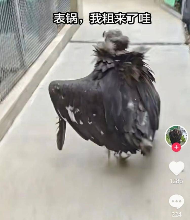 饲养员回应秃鹫蹦蹦跳跳“上班”:它是老员工,每天只上班一分钟,蹦跳是心情愉悦的表现