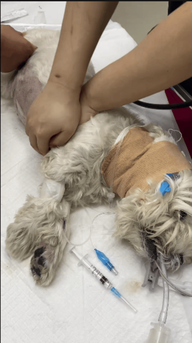 投毒致9条犬只惨死，狗主人追凶1000多天，张某华一审获刑4年！