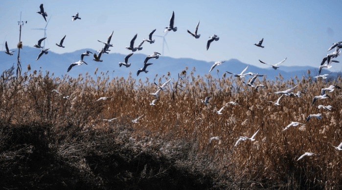 大批越冬候鸟飞抵贵州草海