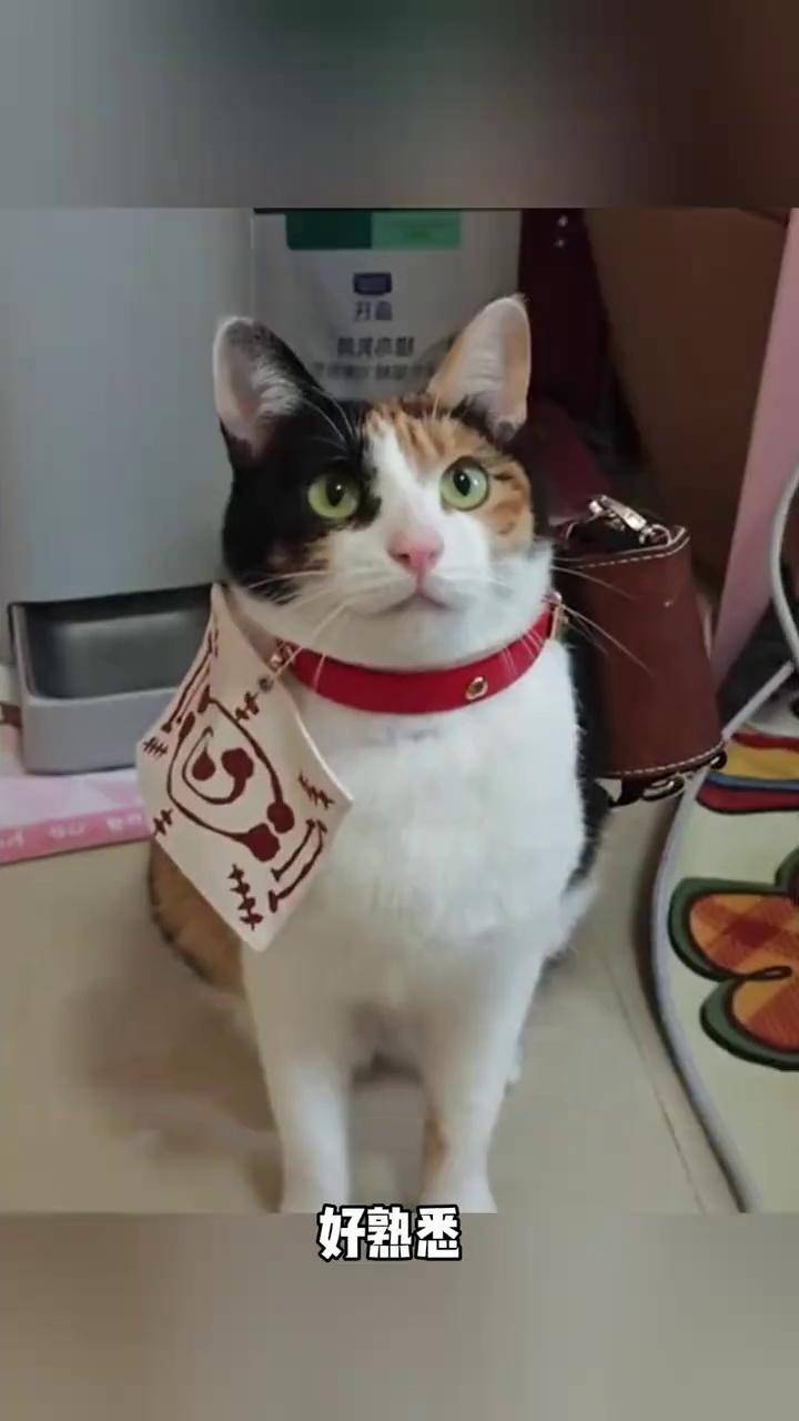 大开门:一只纯靠蒙的小猫 (素材来源:@超级无敌大开门 )#万万没想到 #娱乐评论大赏 #猫咪