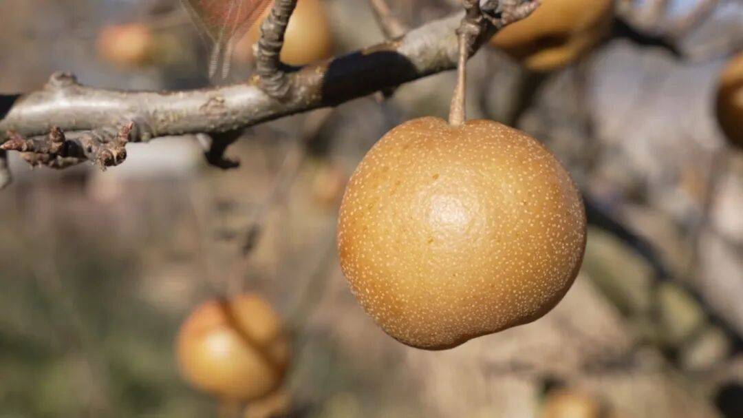 甜蜜出国!云龙麦地湾梨"首秀"越南