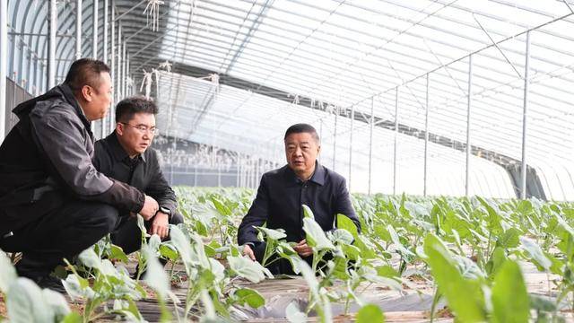 张龙调研设施农业和工业项目建设工作