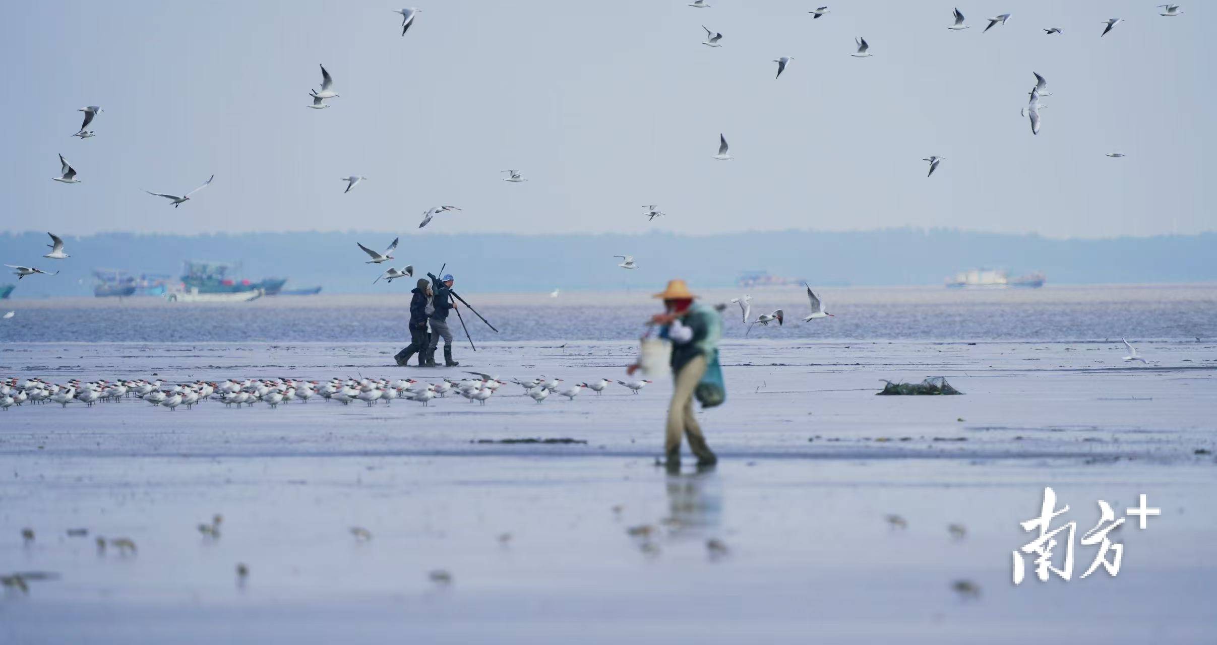 半岛体育- 半岛体育官方网站- APP下载覆盖15个地市广东启动2026年度全国越冬水鸟同步监测工作