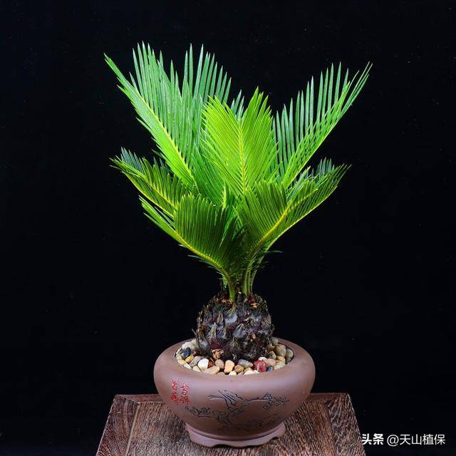 “活化石”银杏铁树，竟然是好养的室内绿植？新手闭眼入都不会错_苏铁_叶子一_植物