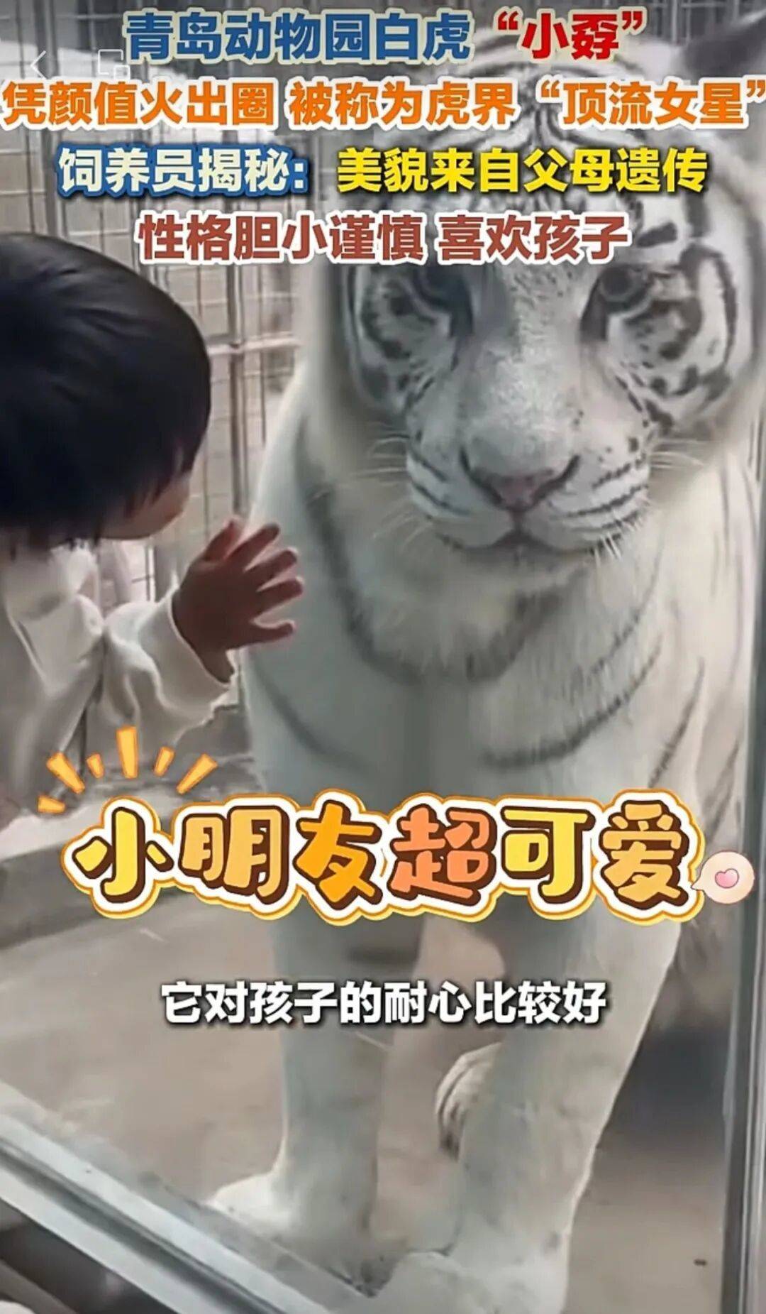 山东一动物园老虎因美貌火出圈，白皮肤、大眼睛、小翘鼻……全国网友不远万里来看