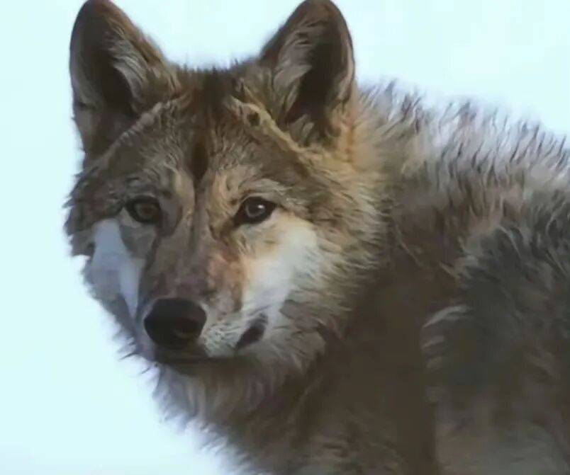 重返狼群》：一匹狼与它的人类妈妈_搜狐网