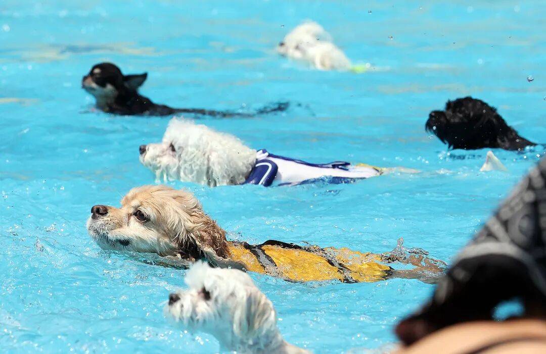 图片[11]-不生孩子的韩国年轻人，花几千元送狗上学？-华闻时空