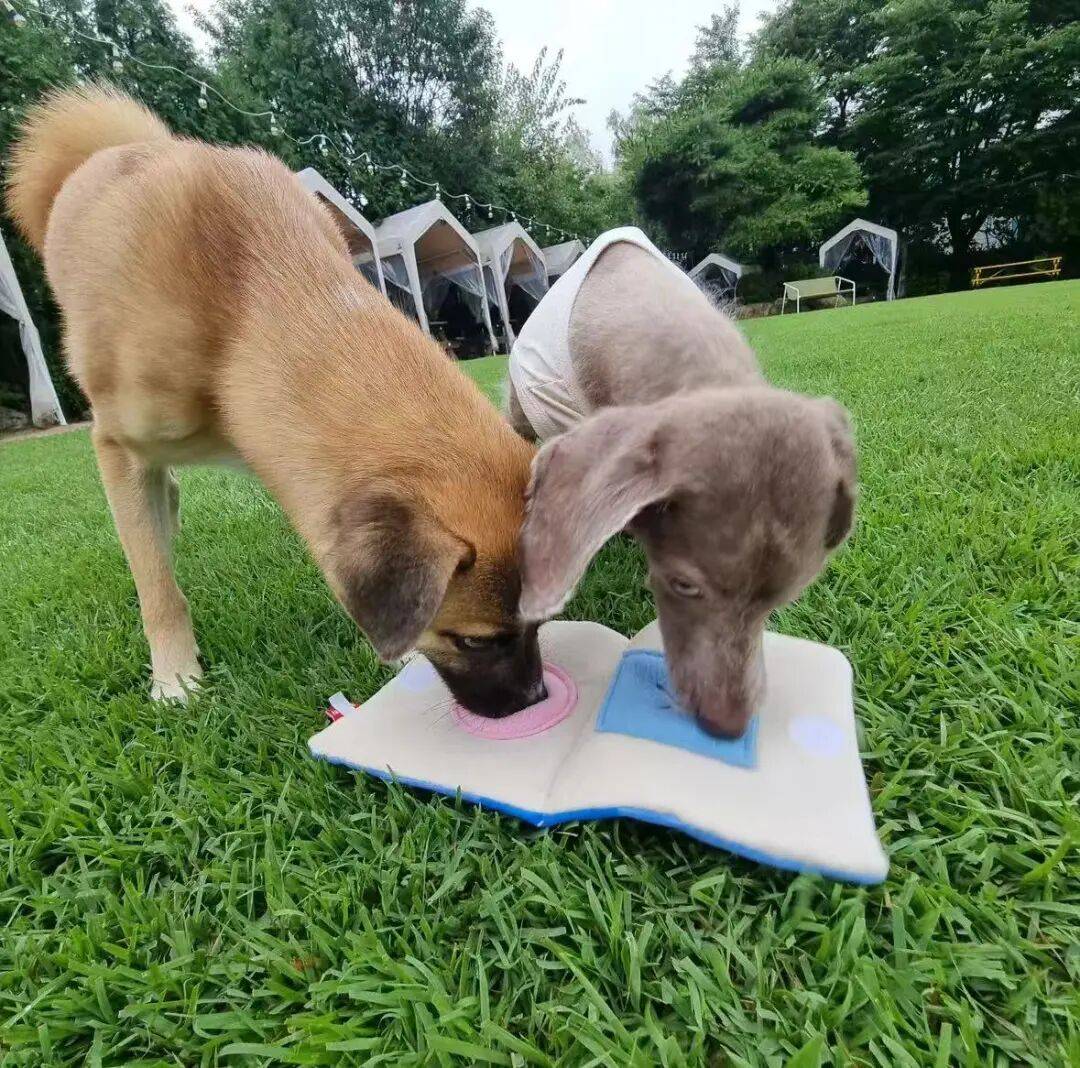 图片[7]-不生孩子的韩国年轻人，花几千元送狗上学？-华闻时空