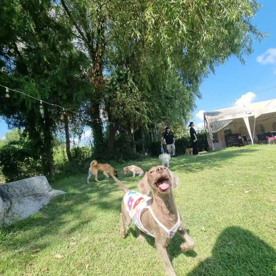 图片[5]-不生孩子的韩国年轻人，花几千元送狗上学？-华闻时空