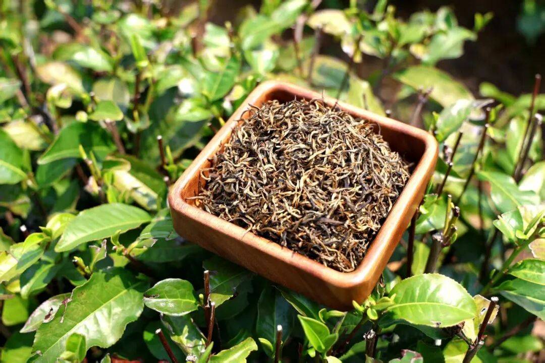 《清远市促进英德红茶产业发展条例》2月1日起施行 法治护航百亿级农业产业提质升级