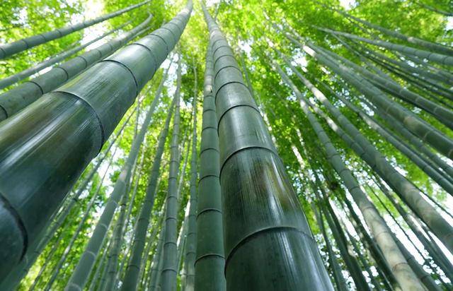 中国人骨子里的"竹瘾":从吃到用,从菜到非遗，竹子里藏有半座江湖