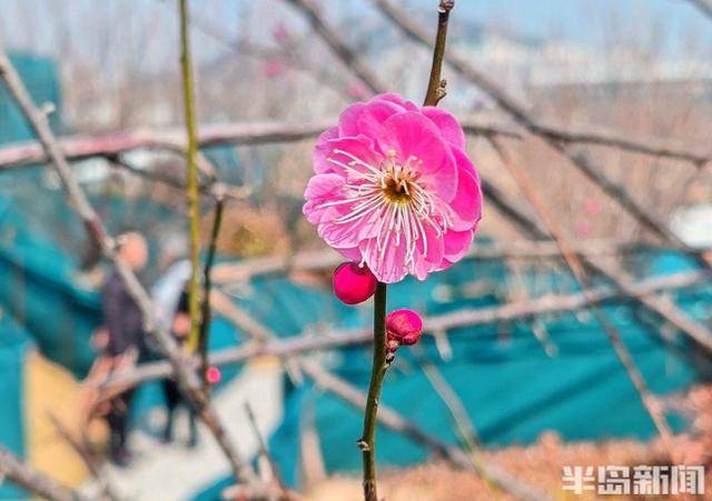 红梅花开_搜狐网