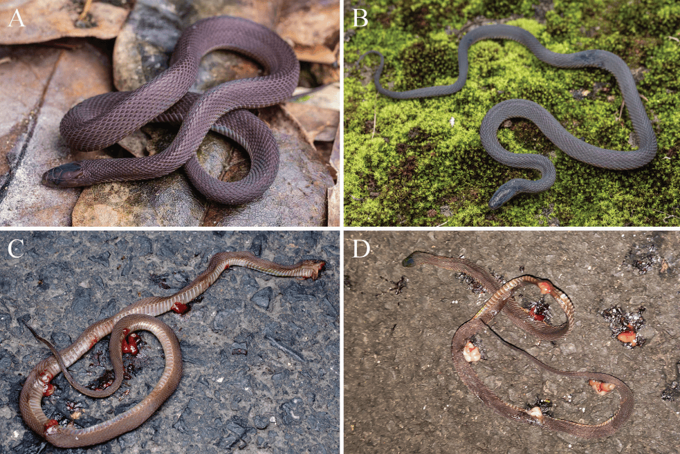 浙江17岁男生发现新物种“筷子蛇”！日行百公里，“刷山”40多夜：人生第一篇SCI