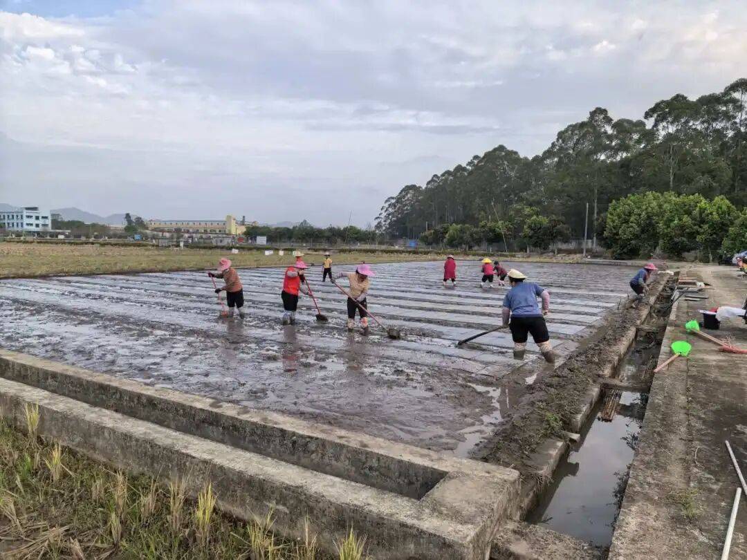 技术指引 | 惠州早稻塑盘育秧+抛秧，省工又高产的关键技巧_秧盘_秧苗_大田