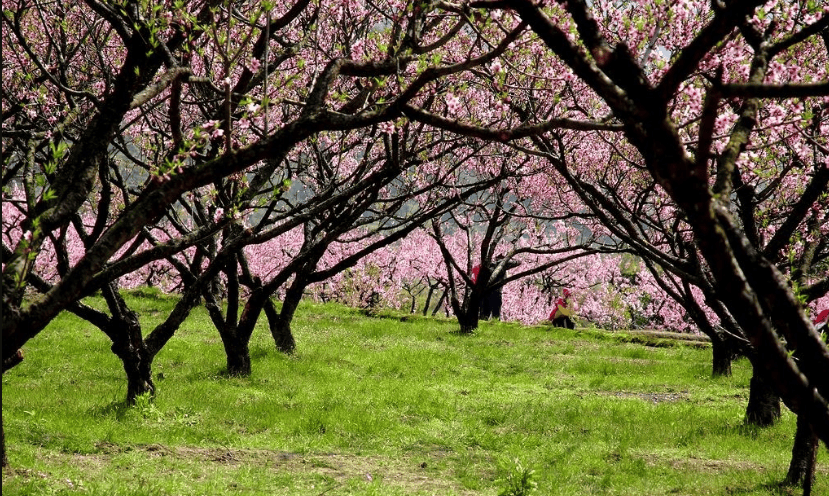 【林凤之声】春 入 桃 林 作者：桑恒昌朗诵：孙林凤_桃花_花之语_满地
