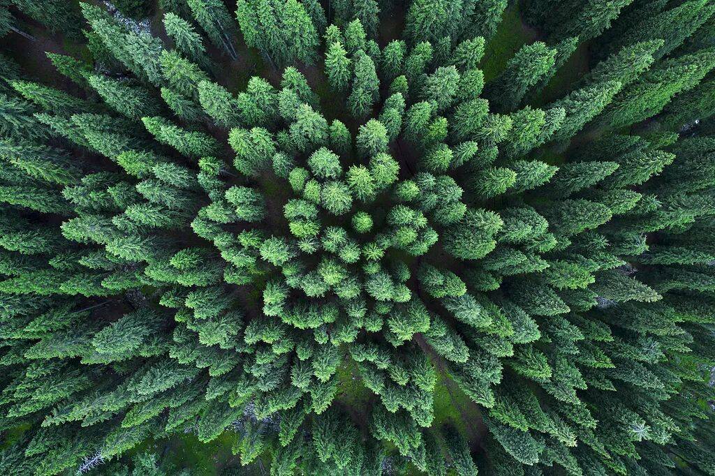 中国人种树到底有多厉害？ 图1