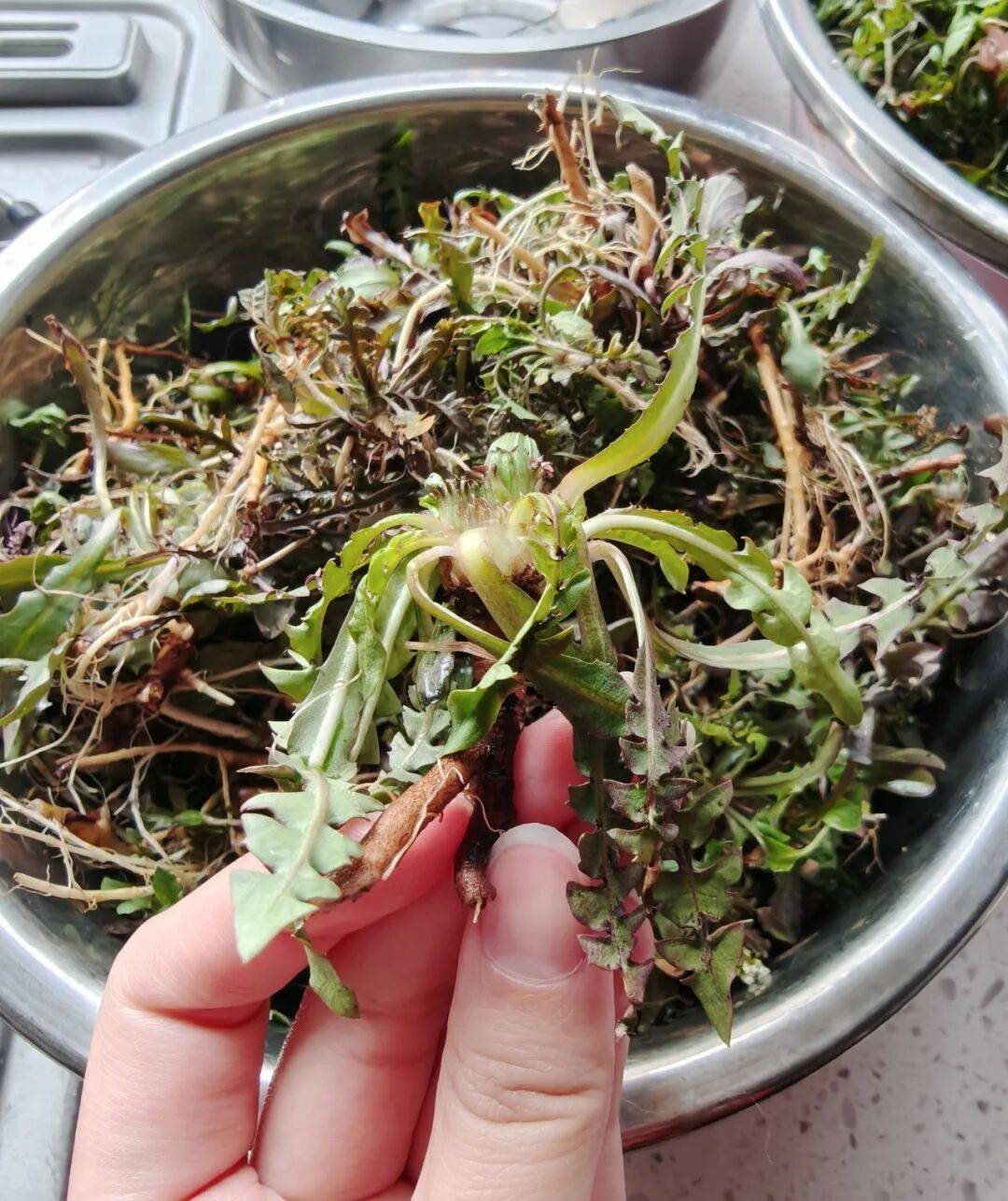 败火小能手凉拌一口祛春燥?苦菜?一锅沸水几番沉浮饺子端上