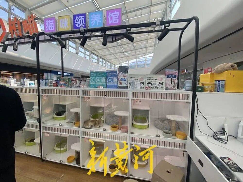 免费领养一只猫却背上网贷 商家打着&quot