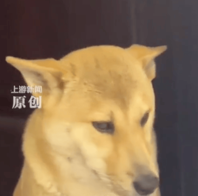 狗狗偷跑出去玩,主人凌晨一点多找到狗后连扇17个巴掌,狗子心虚:我知道错了..._网友_田园_都能