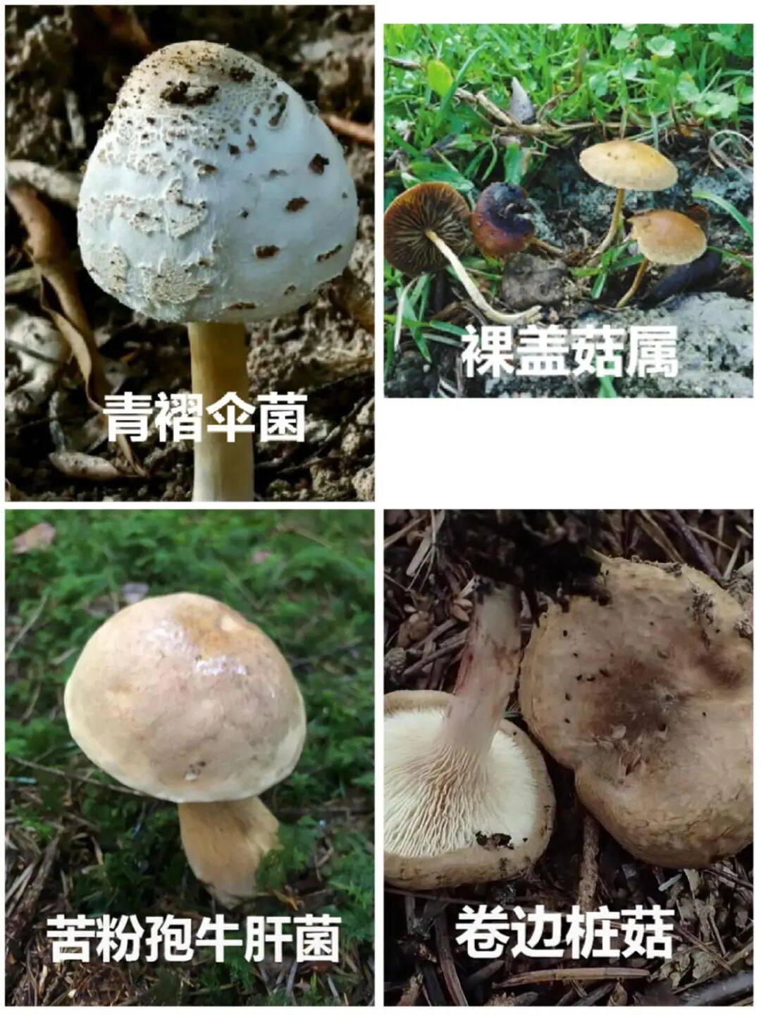 这种白伞伞千万别碰1朵就可能致命