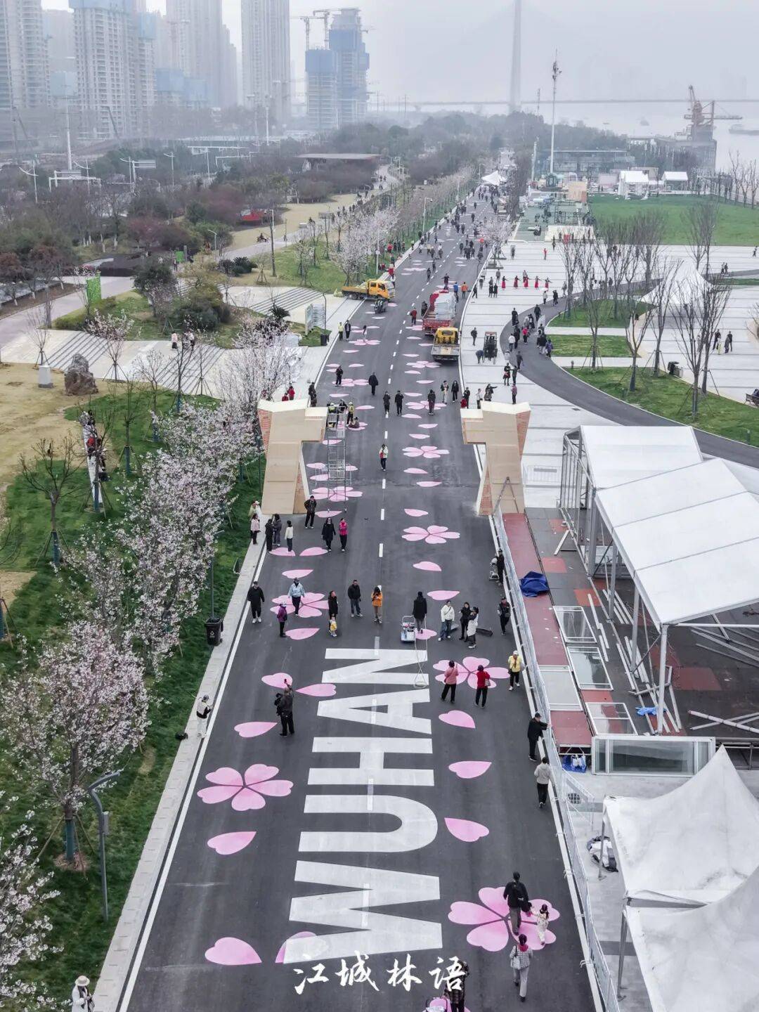清晨,在汉阳区鹦鹉大道,樱花已连成廊道