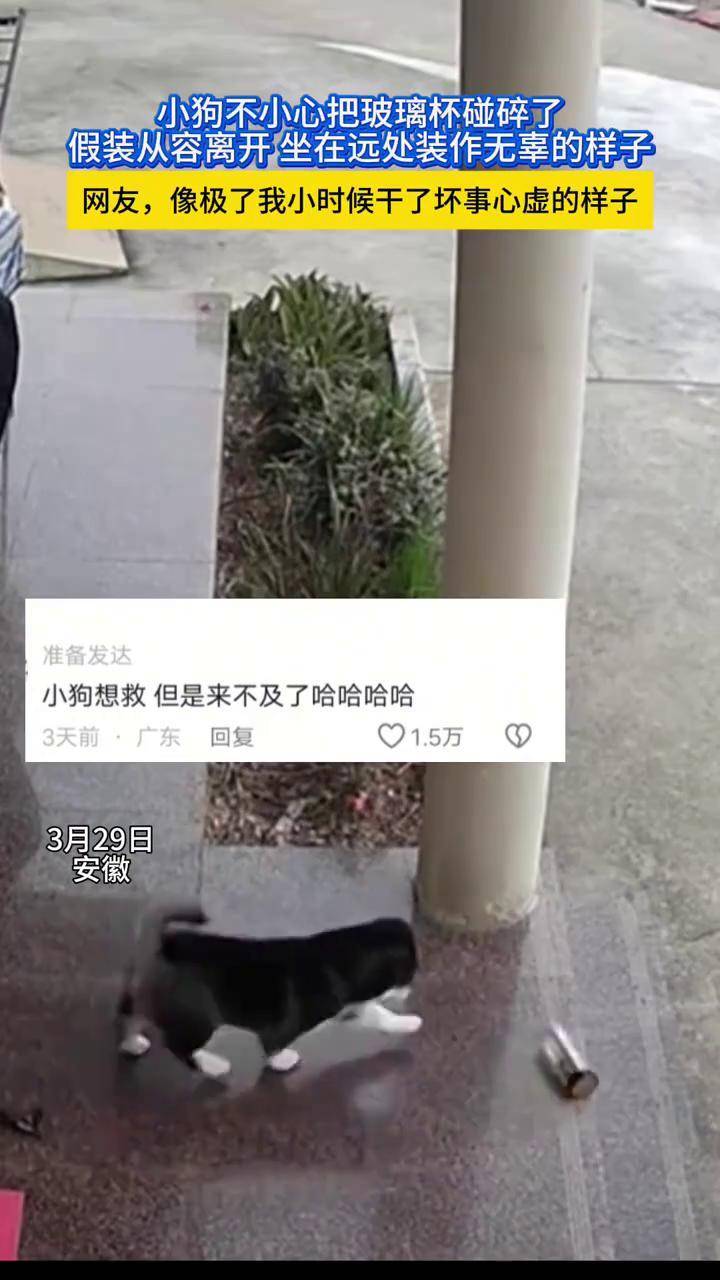 小狗不小心把玻璃杯碰碎了,假装从容离开 ,狗狗:跟我不相干,我看侧门呢网友,像极了我小时候干了坏事心虚的样子