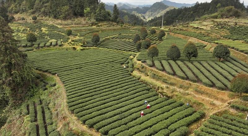 贵州绥阳：茶青市场开市迎客 600余户茶农受益