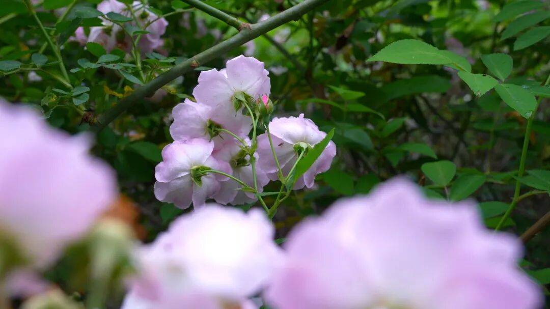 大花蔷薇花期