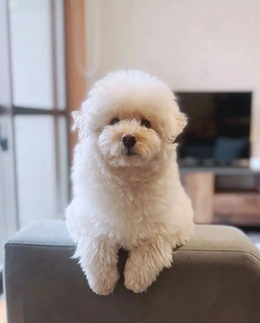 熬夜被狗子发现后...这是养了个操碎心的老妈子？_网友_我在这儿_哈喇子