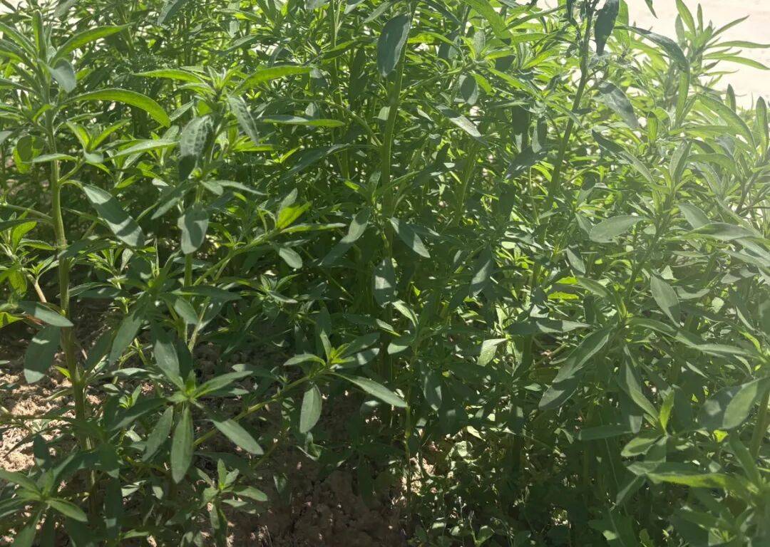 给大家推荐一种野菜，营养价值高，对控糖也有好处，现在吃正当时！