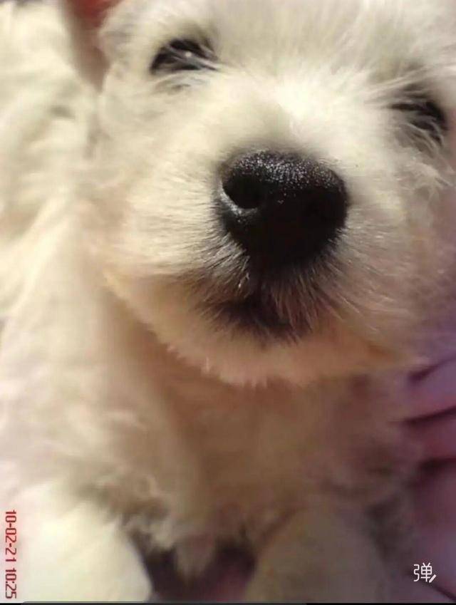 女子辞职为爱犬追凶3年，“北京宠物狗被投毒案”后续：罪犯张某某已被重新收监