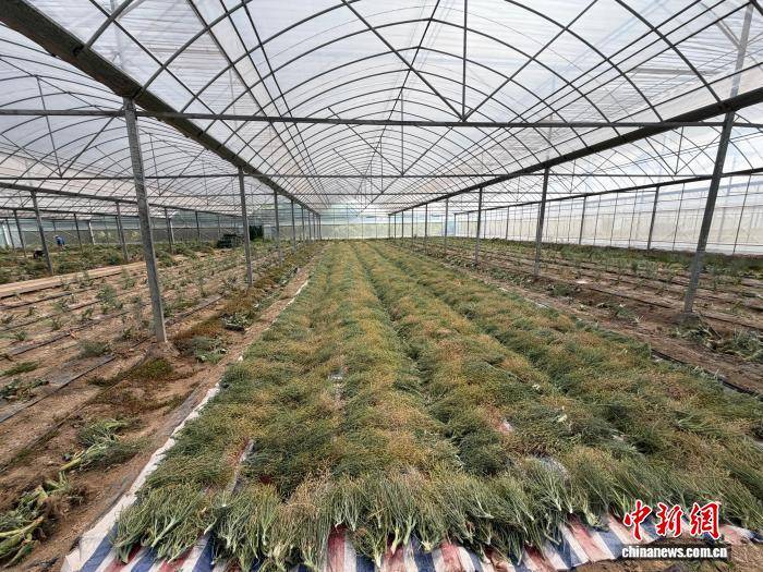 “飞天”归来丰富种质资源 浙江台州太空西蓝花育种迎突破